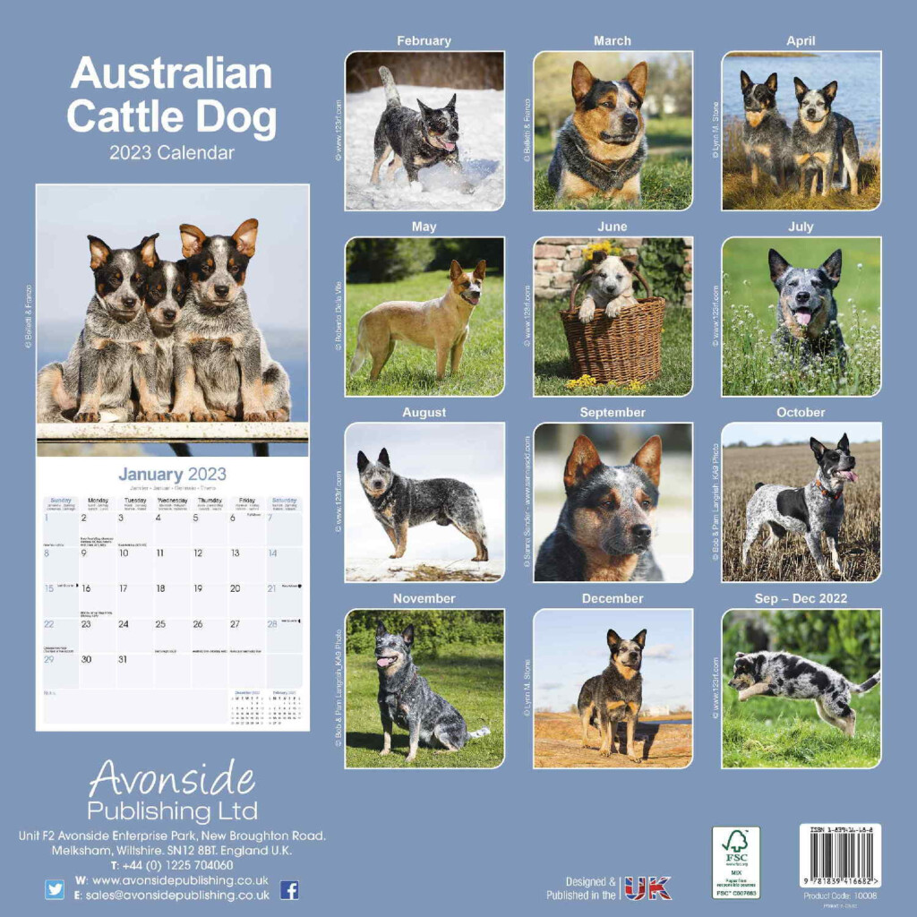 Australian Cattle Dog Calendar Dog Breed Pet Prints Inc