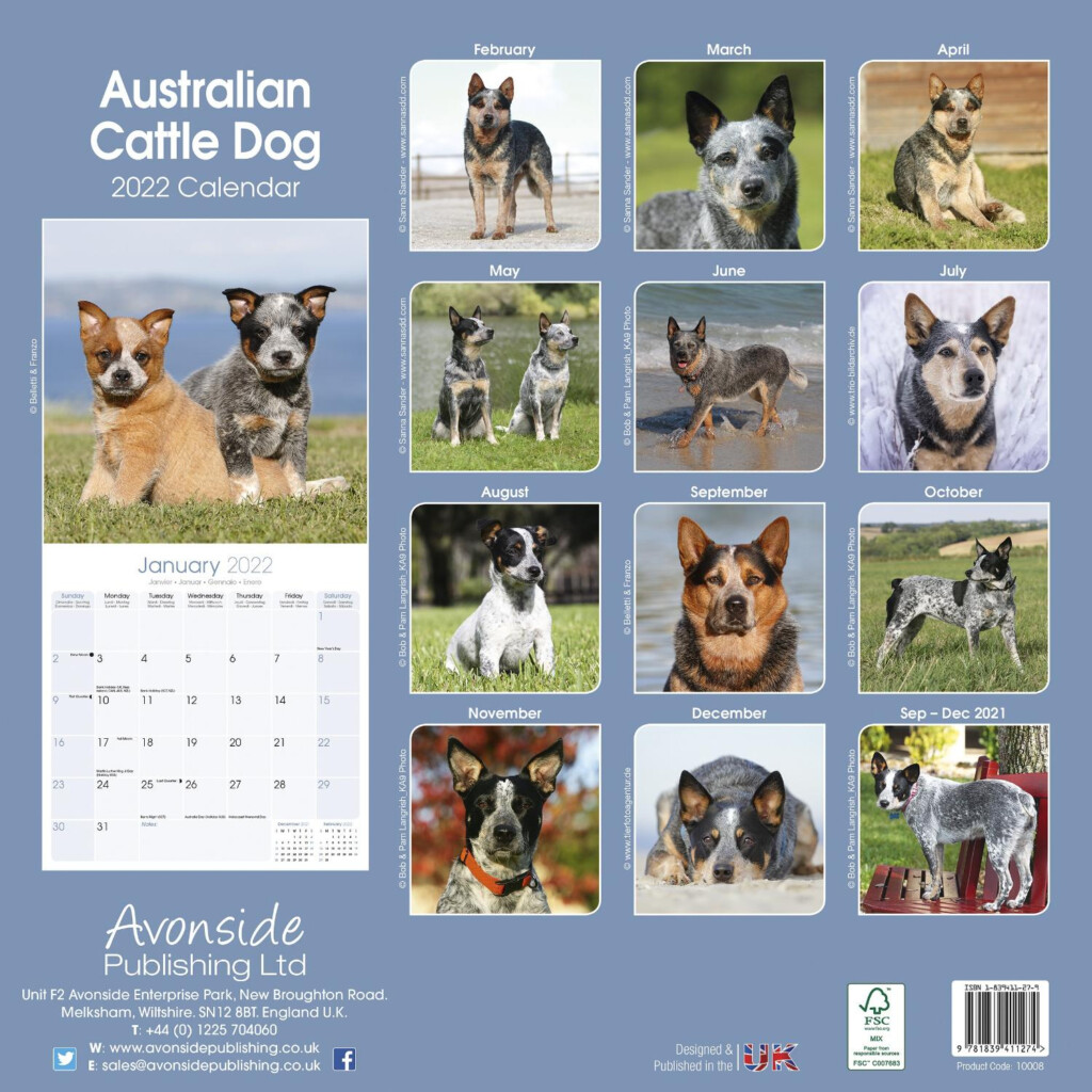 Australian Cattle Dog Calendar Dog Breed Pet Prints Inc