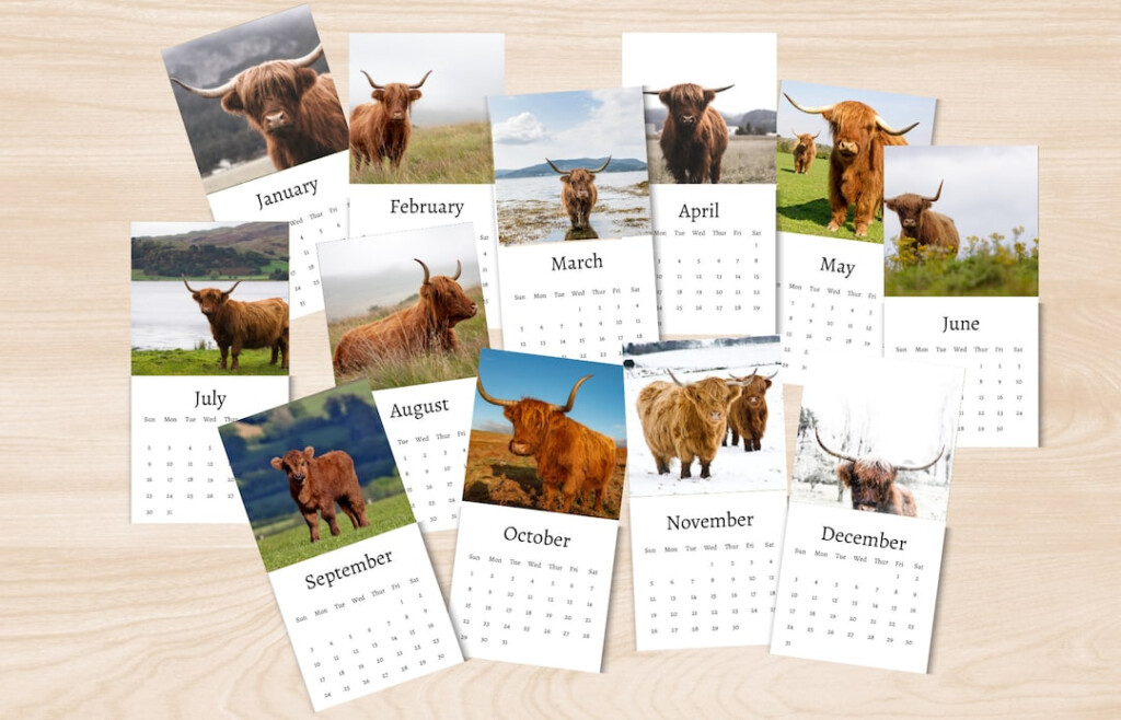 Highland Cow Calendar 2024 Mini Desk Calendar Highland Cow Calendar 