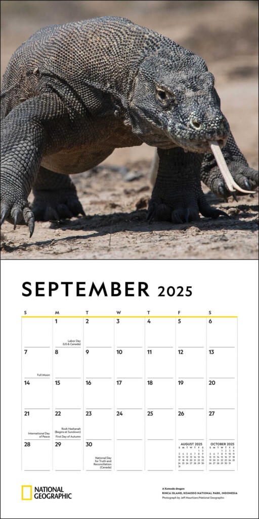 National Geographic Apex Predators 2025 Wall Calendar Book Summary 
