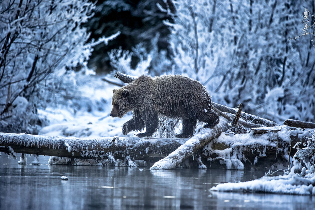Wildlife Photographer Of The Year Launches Its People 39 s Choice Award 