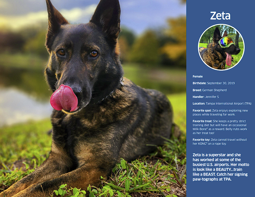 Free TSA Calendar Highlights Hard working Explosive Detection Dogs