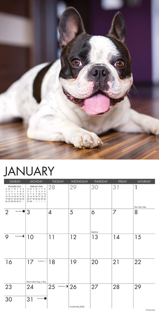 French Bulldog Desk Calendar 2024 Faina Anallise