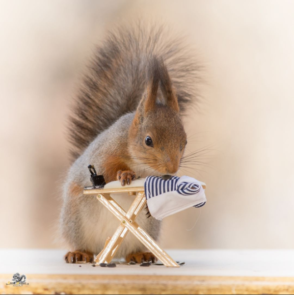 Take A Glimpse Into The Adorable Secret Life Of Squirrels 21 Photos 